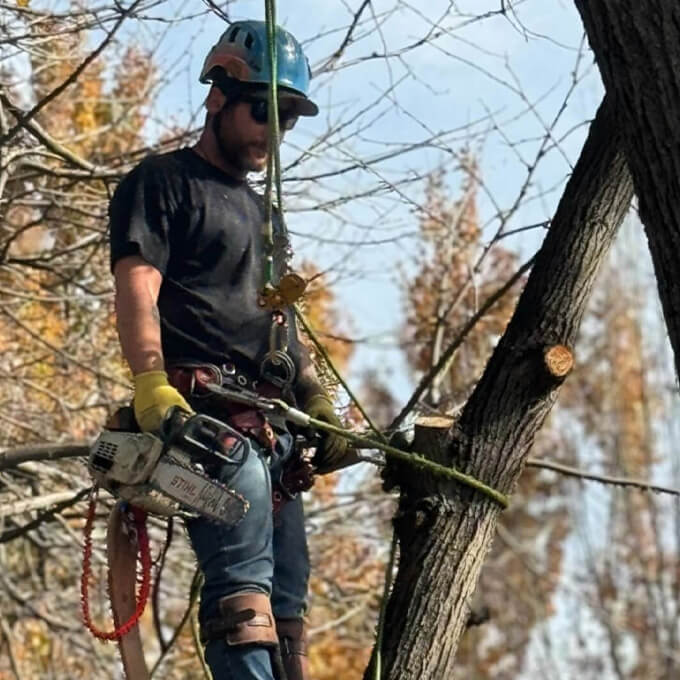 Andrew Tree Service LLC Arborist Services