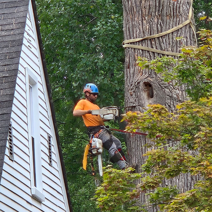 Andrew Tree Service LLC Arborist Services