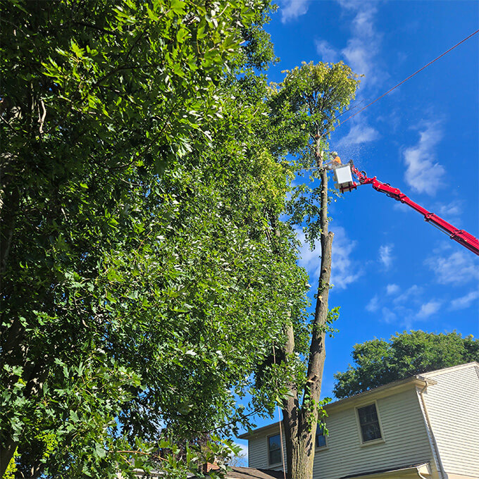 Andrew Tree Service LLC Arborist Services